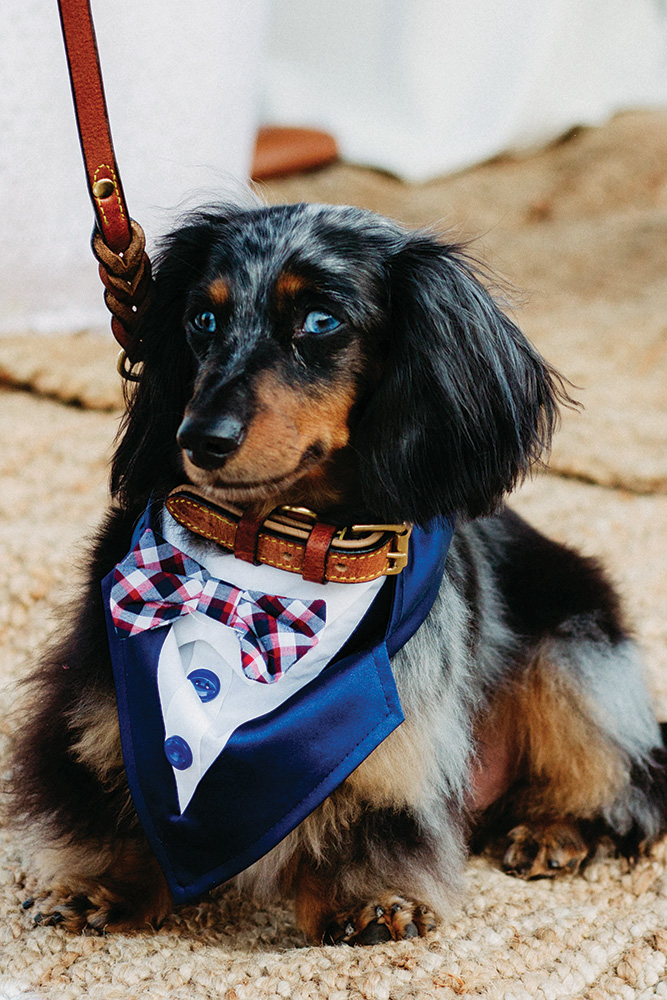 summer wedding dog ring bearer