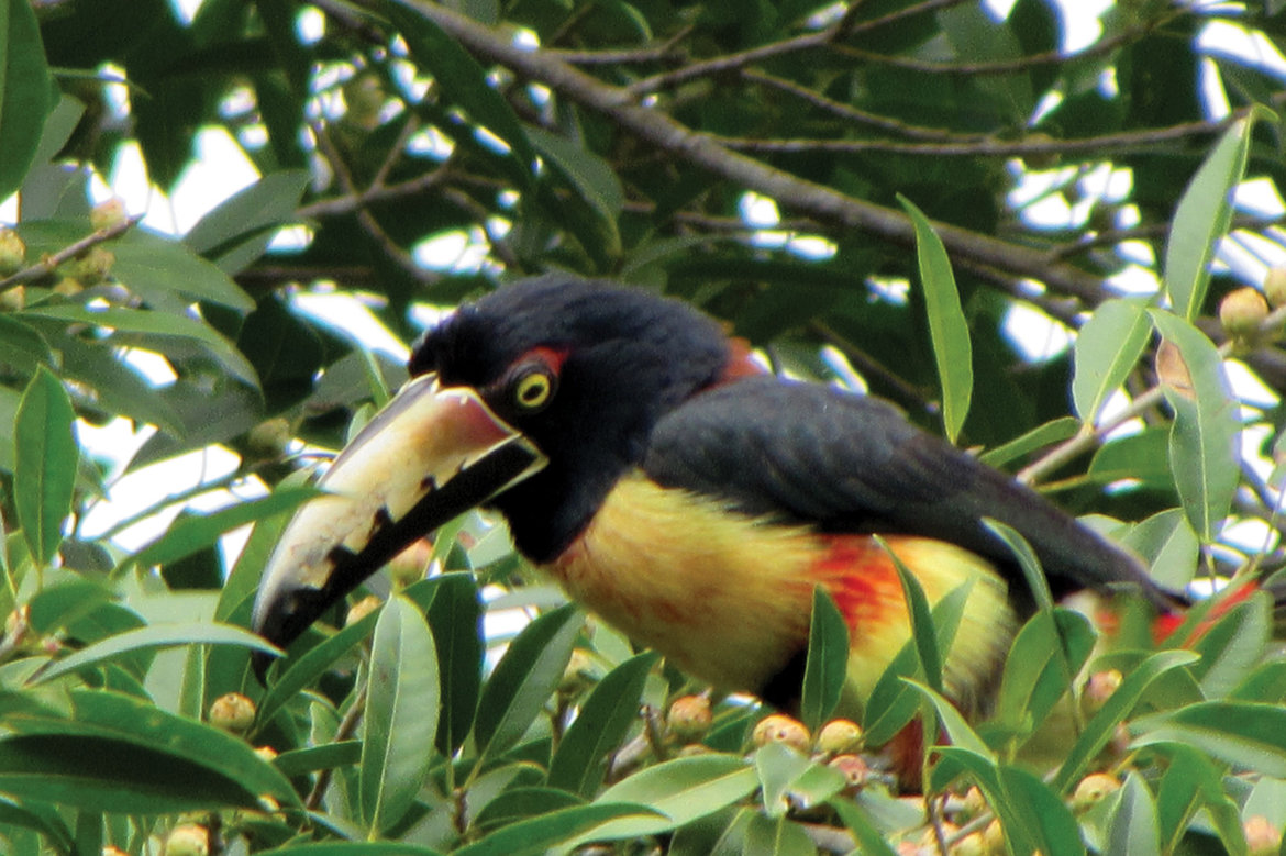 toucan